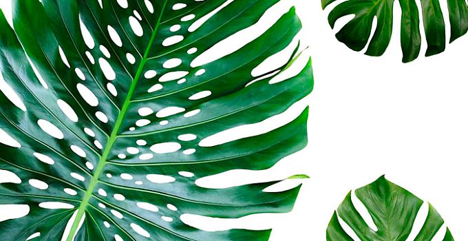 Monstera green