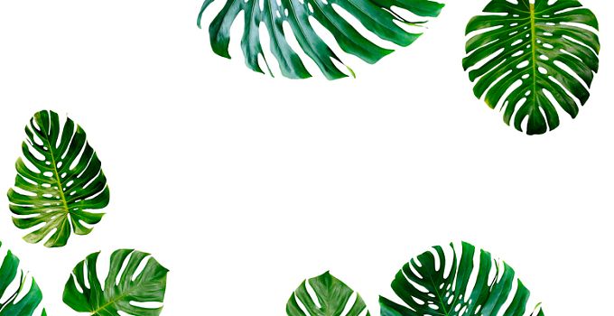 Monstera green